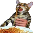 pastacat