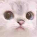 Catconcern Discord Emoji