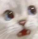 Catwow catwow Discord Emoji