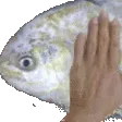 patpat patpat