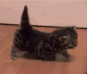 smol