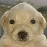 perrito