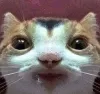 goob goob