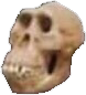 skull Discord emoji