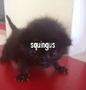 catsquingus