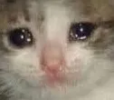 sadcat
