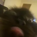 bonkers