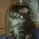 catjar