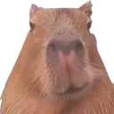 Capysmuga Capysmuga