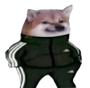 fancydog