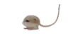ratxd