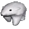 cutebearwalkie