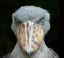 shoebill