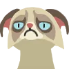 1_grumpykavai