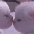catkiss