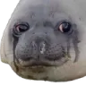 sadseal sadseal