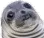 awkwardseal awkwardseal