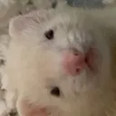 OliverBean