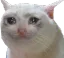 sadcat