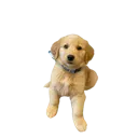 charliestare