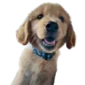 charliegoodboi