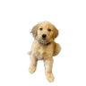charliestare