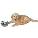 charliehungy