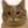 cat Discord Emoji