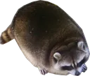 Fatraccoon