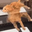 ezgif