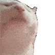 catJAM