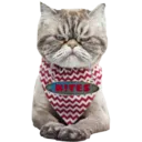 newkitescat