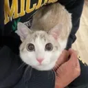 cutecatawwcutecatlol