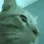 catrave1