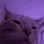 catrave2
