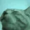catrave3
