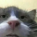 Catto catto Discord Emoji