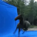 cavalo