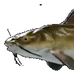 channelcat