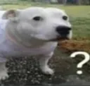 whatdog whatdog