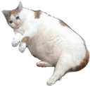 a_fatcat Discord Emoji
