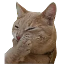 snickeringcat