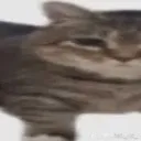 2_cat