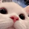 seecat