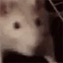 ratatouille ratatouille
