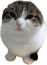 ballcatwawa Discord emoji