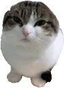ballcatwawa Discord Emoji