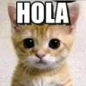 w_gatohola