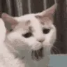 neko_yawn neko_yawn