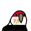 egyptParrot